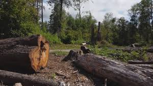 Trusted Gruetli Laager, TN Tree Removal Experts