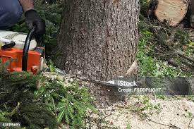 Best Arborist Consultation Services  in Gruetli Laager, TN