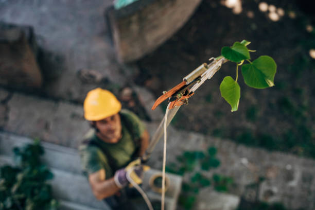 Best Tree Cabling and Bracing  in Gruetli Laager, TN