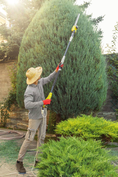 Best Root Management and Removal  in Gruetli Laager, TN
