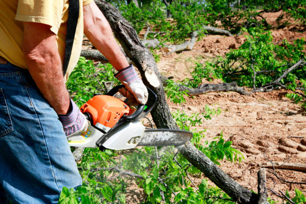 Best Aeration Services  in Gruetli Laager, TN