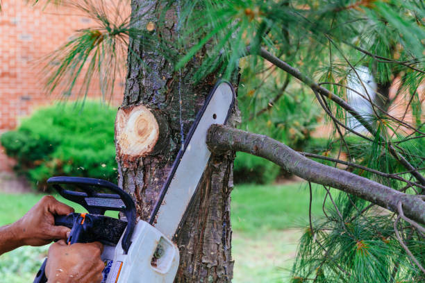 Best Palm Tree Trimming  in Gruetli Laager, TN